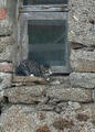 A Cat