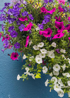 Flower Power