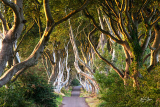 King's Road