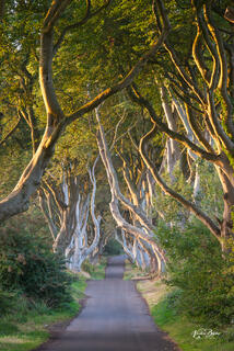 King's Road