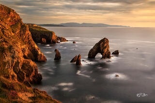 Crohy in golden light