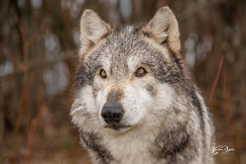 Attention - Wolfgang