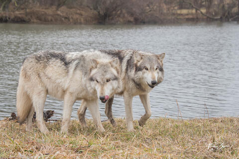 Brothers - Wotan and Wolfgang