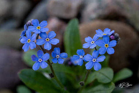 Forget Me Not