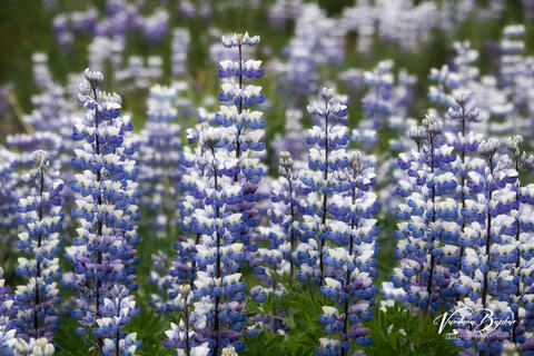 Lupins
