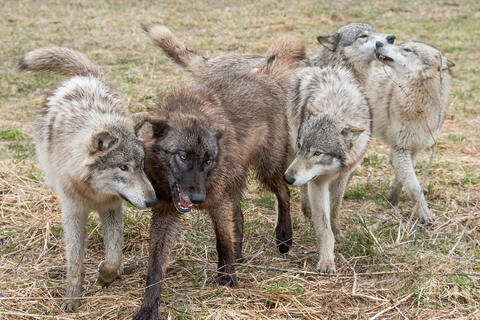 Huddle - Dharma, Wotan, Wolfgang ad Renki