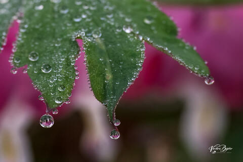 Droplets