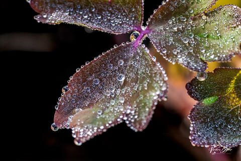 Crystallized