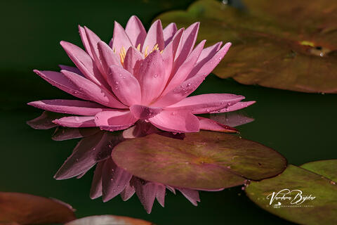 Waterlilies