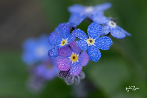 Dewy 