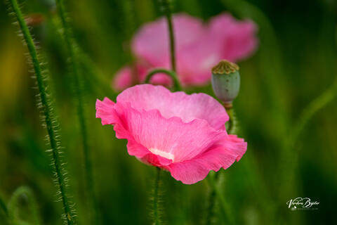 Pink Lady