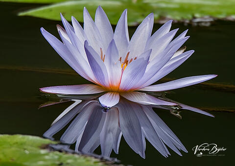 Mauve Reflections