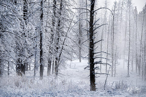 Frost Forest
