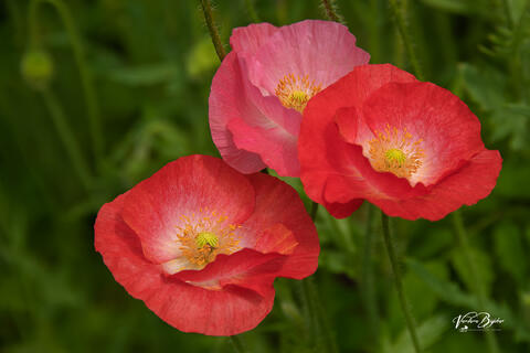 Three Sisters