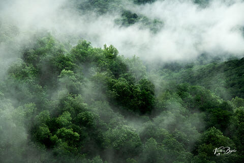 Cloud Forest