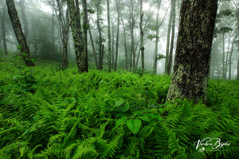 Woodland
