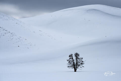 A Lone Tree