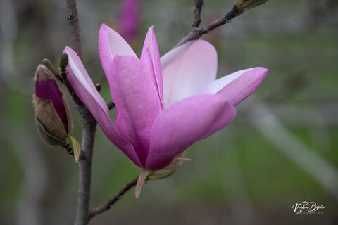 Pink Magnolia