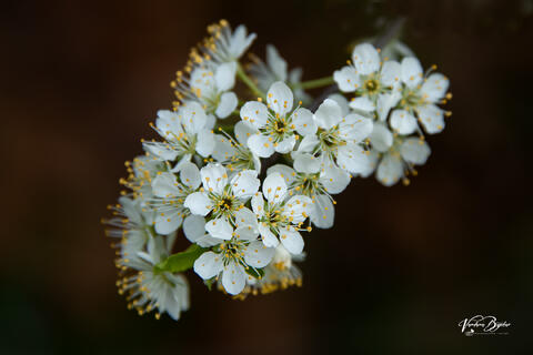 Berry Flowers