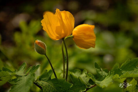 Native Poppy Glow