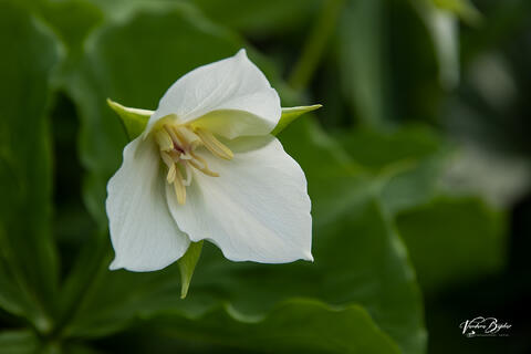 Snow Trillium