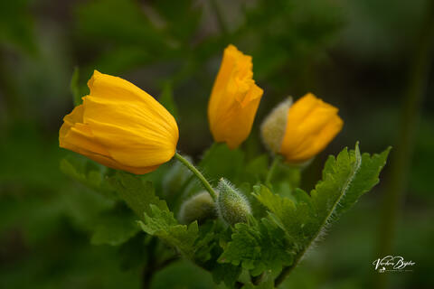 Bright and Yellow
