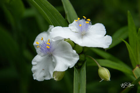 Pollens - Spiderwort