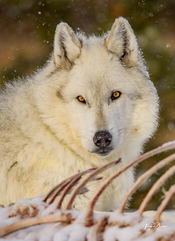 Looks could kill - Kootenai