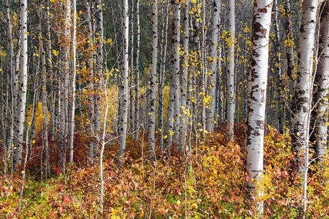 Birch Grove