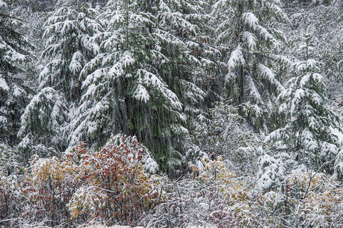 Winter Magic
