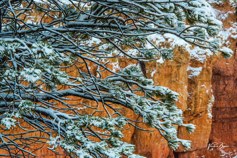 Canyon Wall Art
