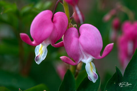 Bleeding Heart