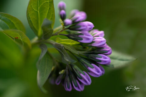 Bluebell Buds