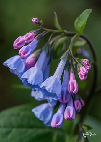 Virginia Bluebells