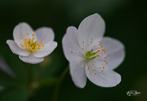 Spring Beauty