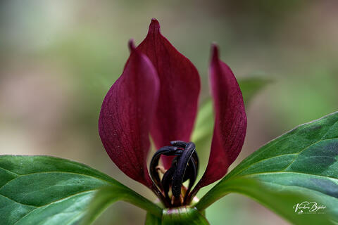 Native Trillium