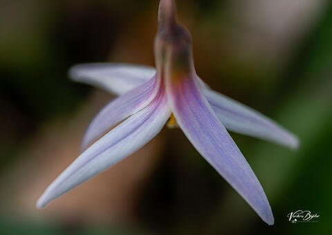 Trout Lily