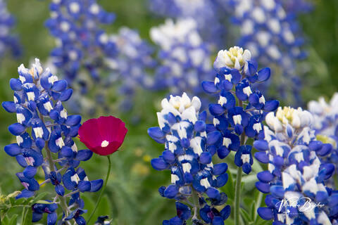 Wine Cup with Bluebonnets