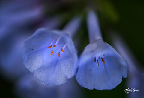 Inner Glow