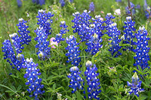Just Bluebonnets
