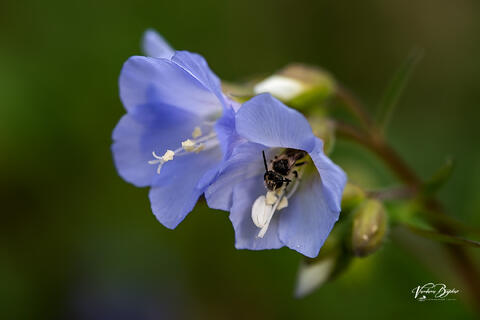 Pollination