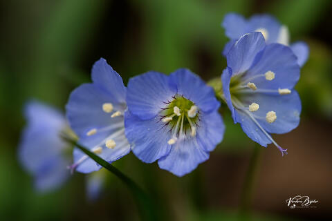 Jacobs Ladder Flower