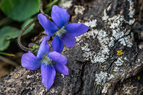 Violets