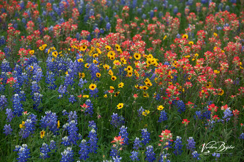 Harmony of Colors