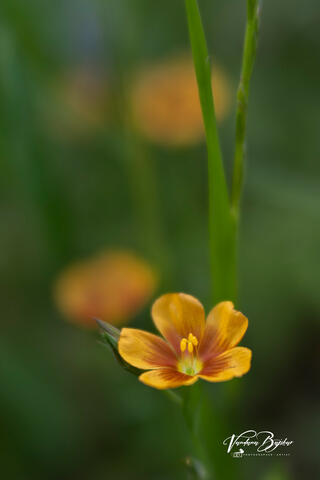 Berlandier Flax
