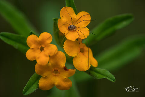 Orange Plain Flower