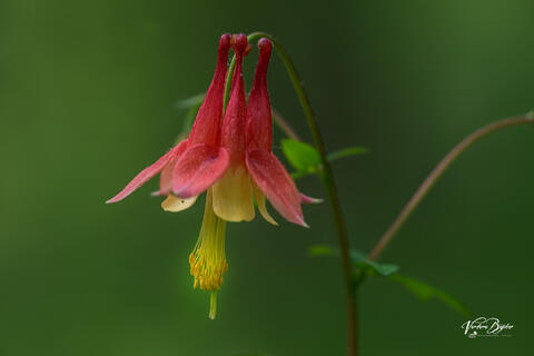 Native Columbine