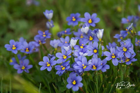 Blue Eyed Grass