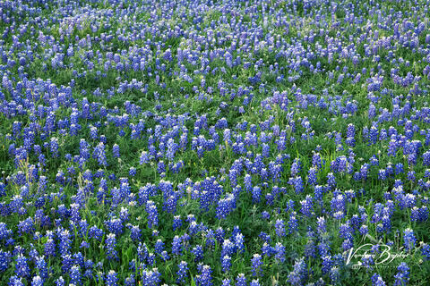 Just Bluebonnets