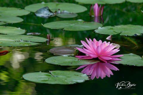 Pink Monet